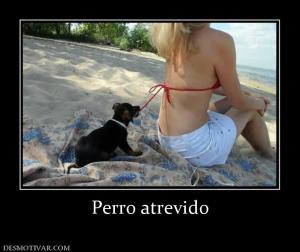 Perro atrevido