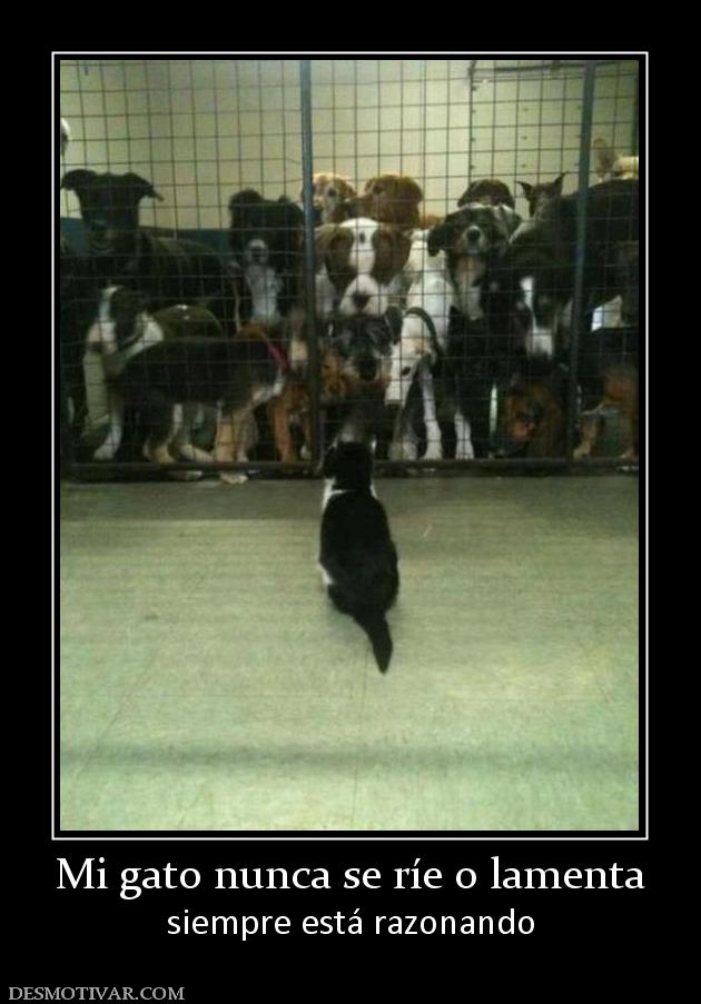 Mi gato nunca se ríe o lamenta siempre está razonando
