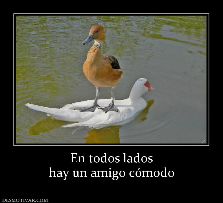 En todos lados hay un amigo cómodo