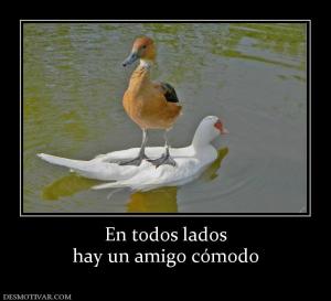 En todos lados hay un amigo cómodo