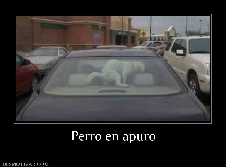 Perro en apuro