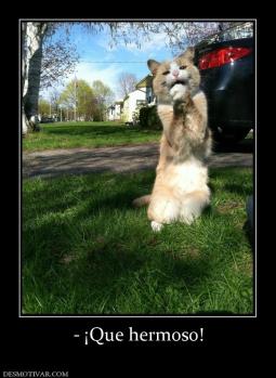- ¡Que hermoso!