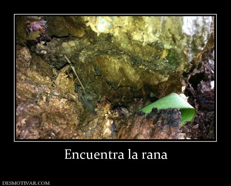 Encuentra la rana