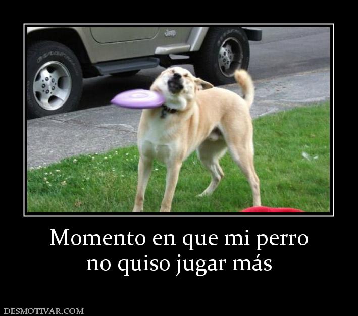 Momento en que mi perro no quiso jugar más