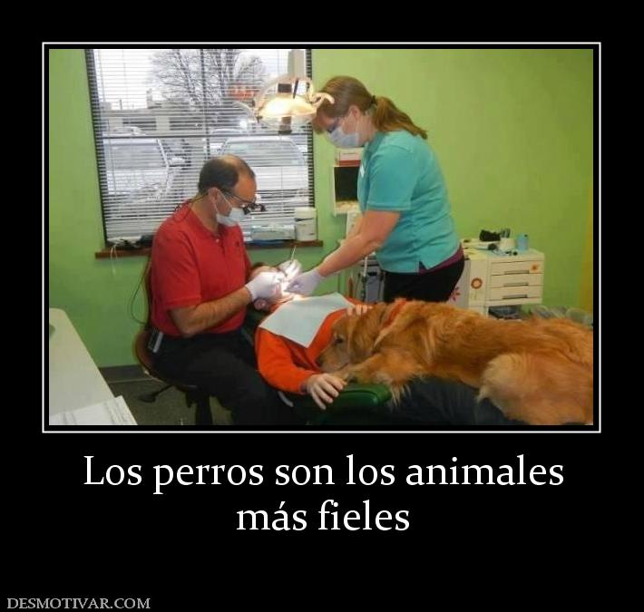 Los perros son los animales más fieles