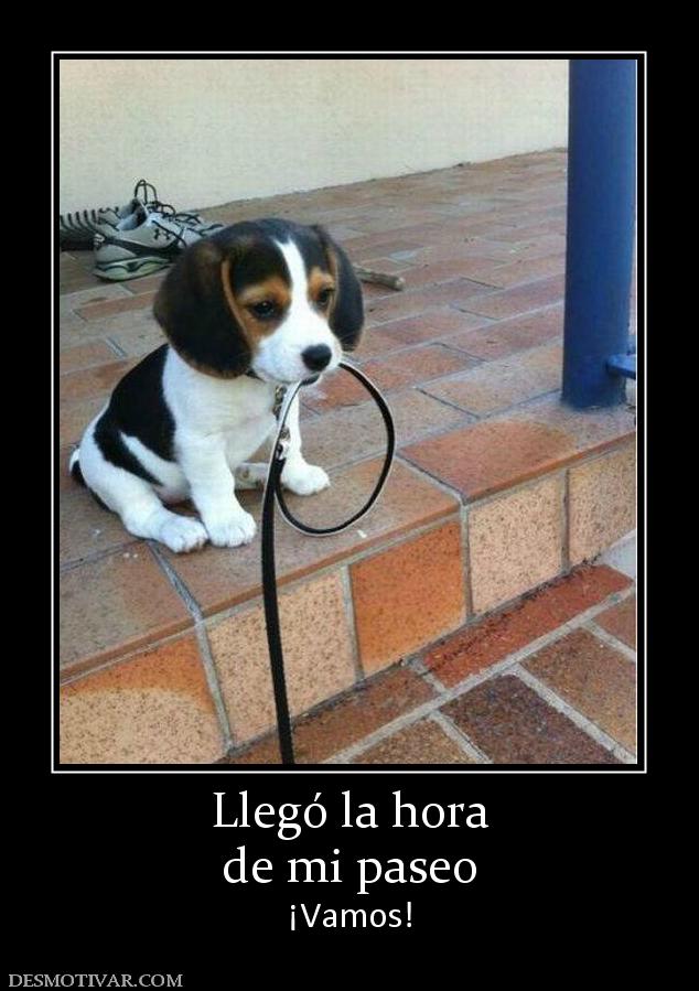 Llegó la hora de mi paseo ¡Vamos!