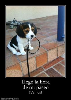 Llegó la hora de mi paseo ¡Vamos!