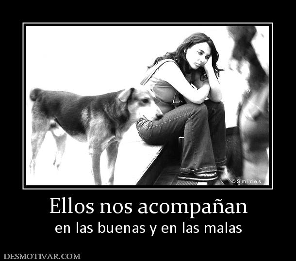 Ellos nos acompañan en las buenas y en las malas