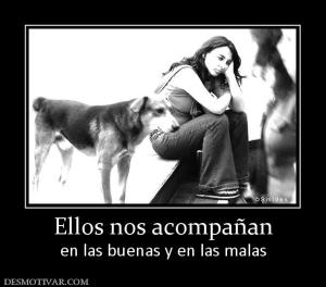 Ellos nos acompañan en las buenas y en las malas