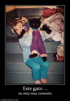 Este gato ... no esta muy contento