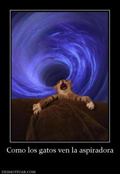 Como los gatos ven la aspiradora