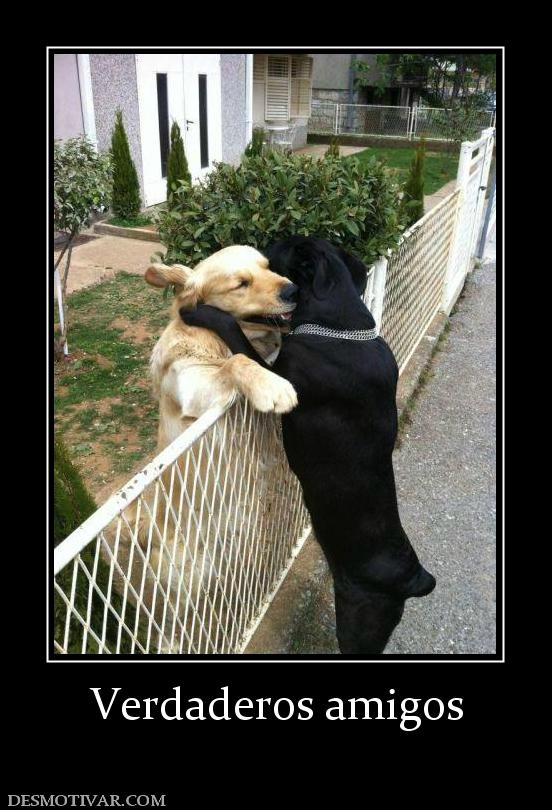 Verdaderos amigos