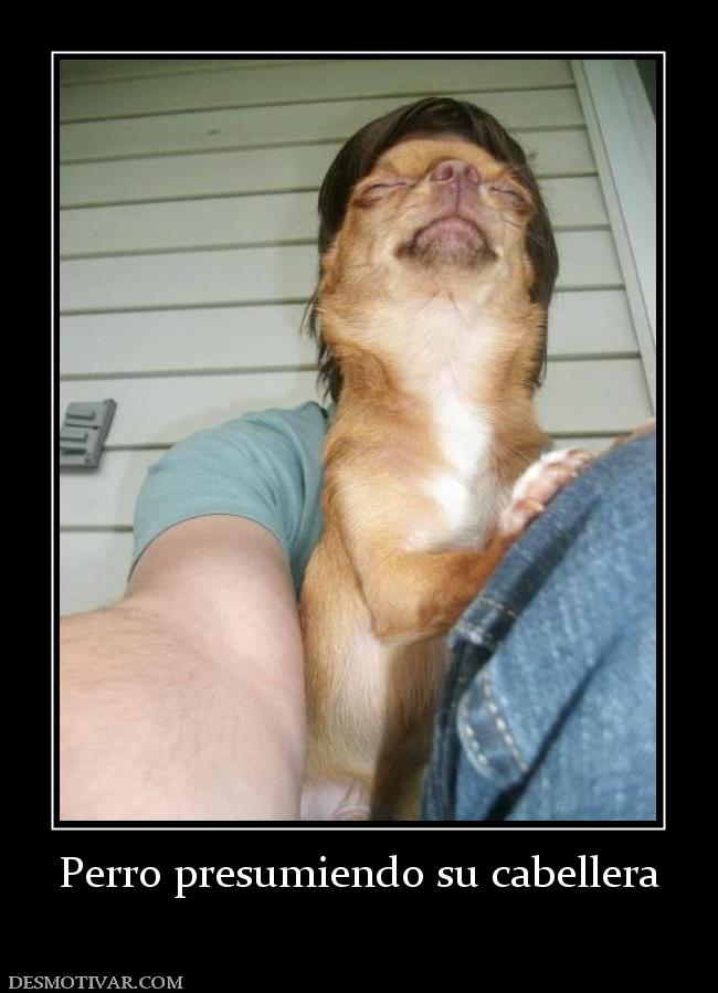 Perro presumiendo su cabellera