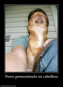 Perro presumiendo su cabellera