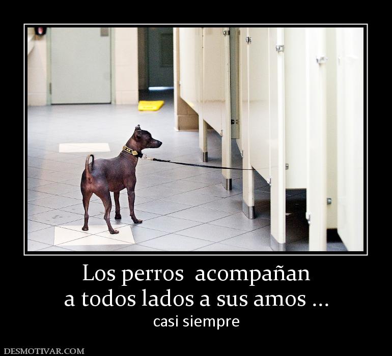 Los perros  acompañan a todos lados a sus amos ... casi siempre