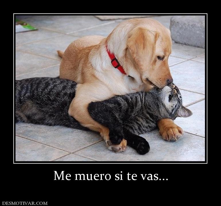 Me muero si te vas...