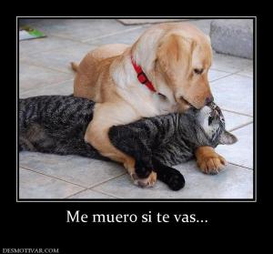 Me muero si te vas...