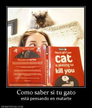 Como saber si tu gato está pensando en matarte