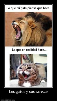 Los gatos y sus rarezas