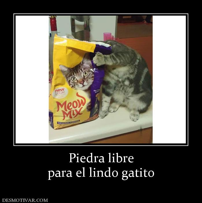 Piedra libre para el lindo gatito