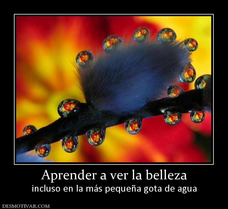Aprender a ver la belleza incluso en la más pequeña gota de agua