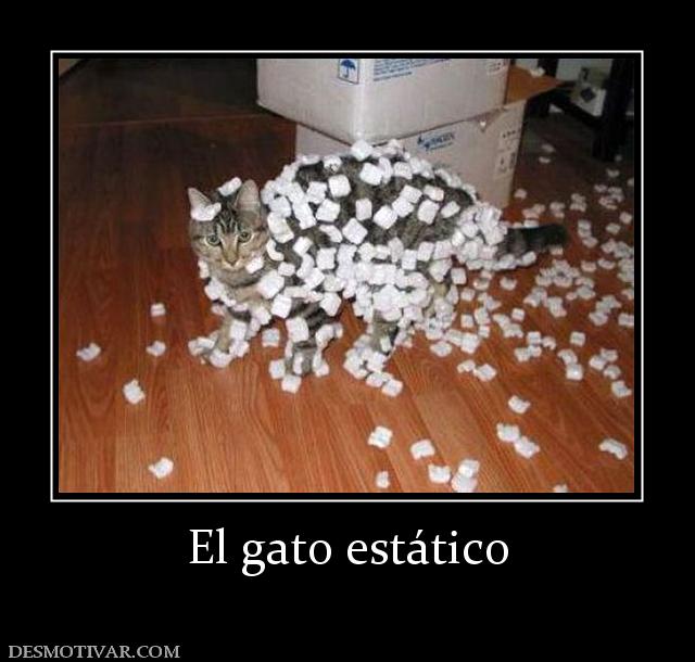 El gato estático