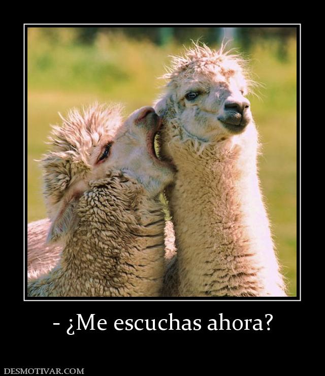 - ¿Me escuchas ahora?