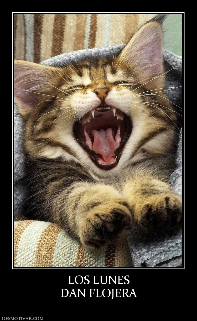 LOS LUNES DAN FLOJERA