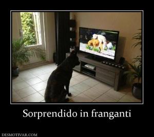 Sorprendido in franganti
