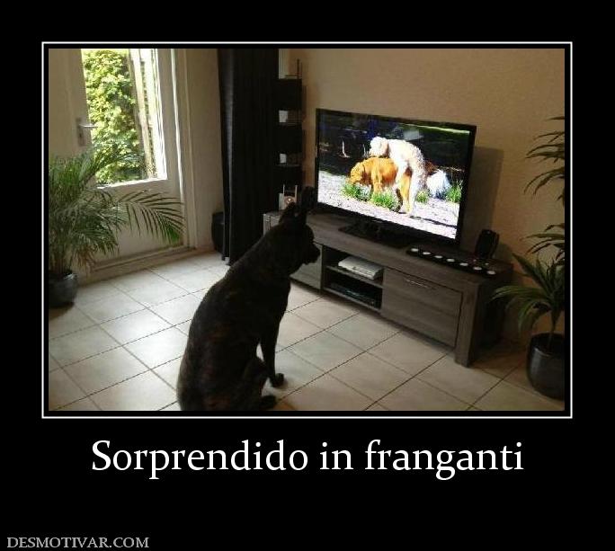 Sorprendido in franganti