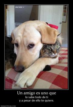 Un amigo es uno que lo sabe todo de ti y a pesar de ello te quiere.