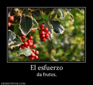 El esfuerzo da frutos.