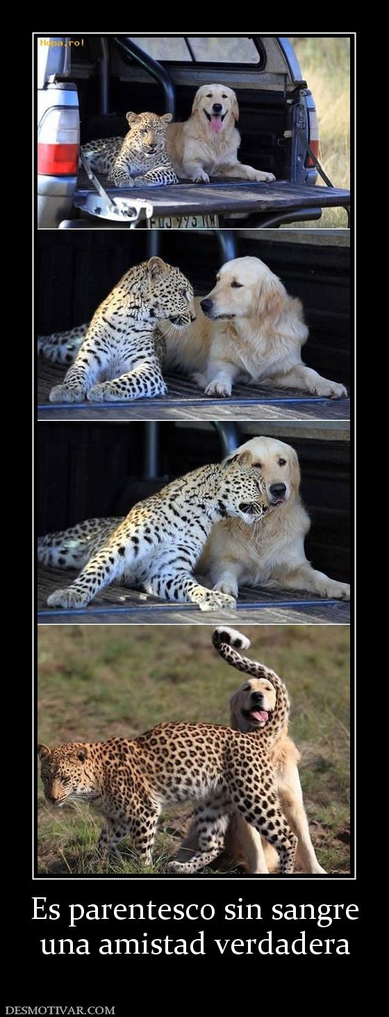 Es parentesco sin sangre una amistad verdadera
