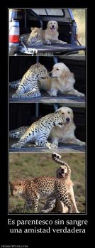 Es parentesco sin sangre una amistad verdadera