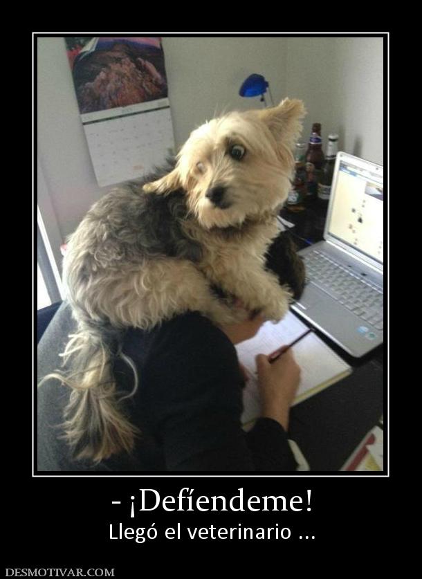- ¡Defíendeme! Llegó el veterinario ...