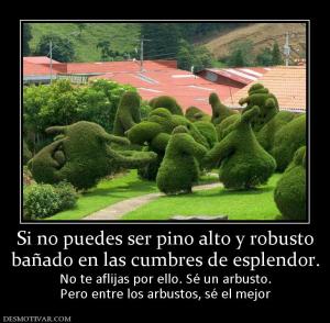 Si no puedes ser pino alto y robusto bañado en las cumbres de esplendor. No te aflijas por ello. Sé un arbusto. Pero entre los arbustos, sé el mejor