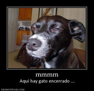 mmmm Aquí hay gato encerrado ...