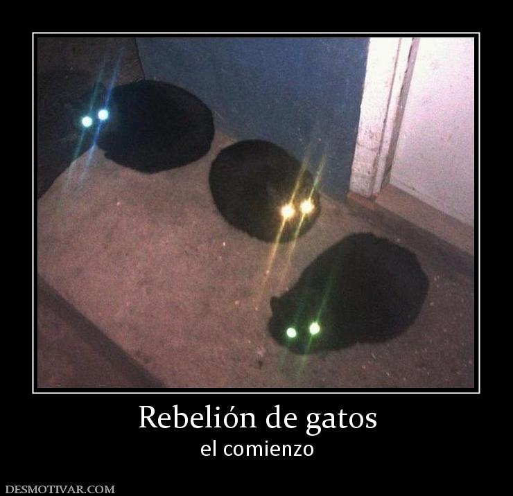 Rebelión de gatos el comienzo