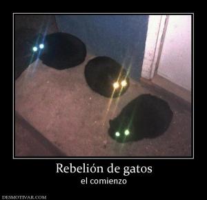 Rebelión de gatos el comienzo