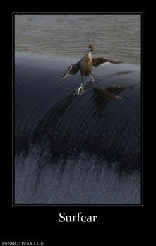 Surfear