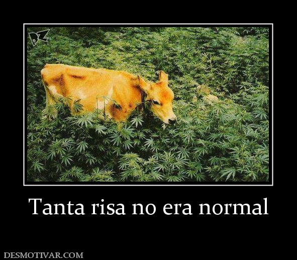 Tanta risa no era normal