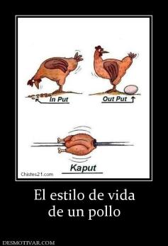 El estilo de vida de un pollo