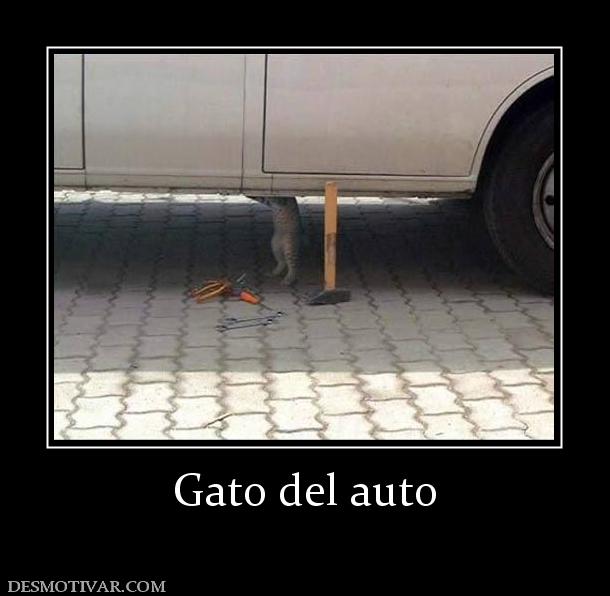 Gato del auto
