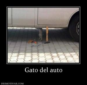 Gato del auto