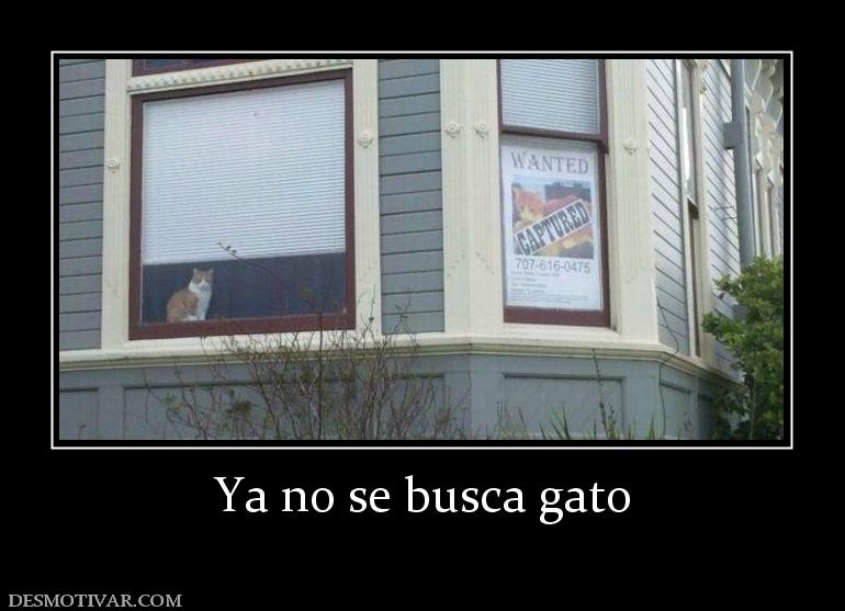 Ya no se busca gato