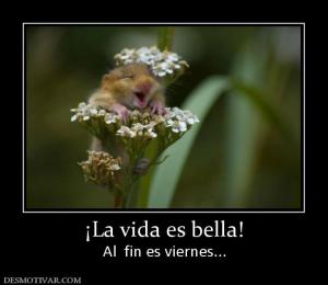 ¡La vida es bella! Al  fin es viernes...