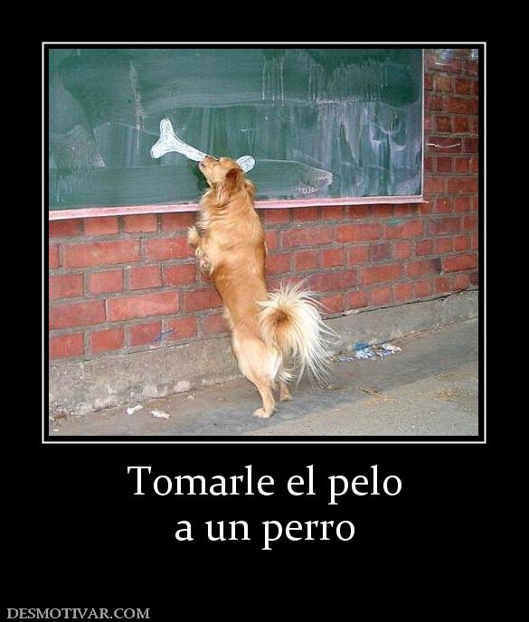 Tomarle el pelo a un perro