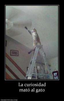La curiosidad mató al gato
