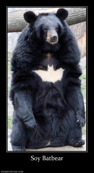 Soy Batbear