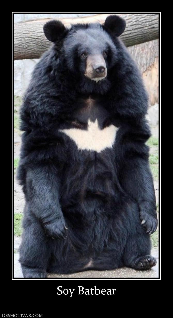 Soy Batbear